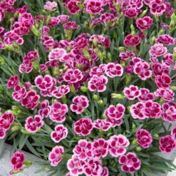 Prinzess-Nelke 'Pink Kisses®' Pink-rosa, Topf-Ø 10,5 Cm, 6er-Set -Garten Sicht Verkäufe 0310500850 Dianthus Pink Kisses 10 5 cm Topf 77232