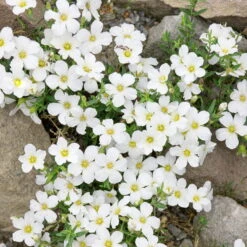 Insektenfreundliches Stauden Set, 18 Pflanzen Für 3 M², Bunt -Garten Sicht Verkäufe 0310500951 Arenaria montana 13 cm Topf 75495