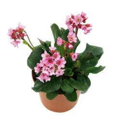 Bio Bergenie 'Rosenkristall' Rosa, Top-Ø 12 Cm, 3er-Set -Garten Sicht Verkäufe 0310500981 Bergenia Rosenkristall Bluete 46346