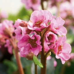 Bio Bergenie 'Rosenkristall' Rosa, Top-Ø 12 Cm, 3er-Set -Garten Sicht Verkäufe 0310500981 Bergenia Rosenkristall 46347