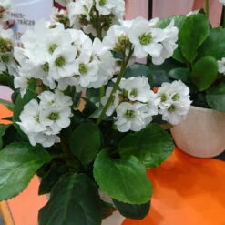 Bio Bergenie 'Schneekristall' Weiß, Topf-Ø 12 Cm, 3er-Set -Garten Sicht Verkäufe 0310501005 Bergenia cord Schneekristall Koelle 12cm Topf reinweiss 71867