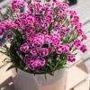 Prinzess-Nelke 'Pink Kisses®' Pink-rosa, Topf-Ø 10,5 Cm, 6er-Set
