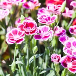 Prinzess-Nelke 'Pink Kisses®' Pink-rosa, Topf-Ø 10,5 Cm, 6er-Set -Garten Sicht Verkäufe 0310501036 Dianthus Pink Kisses 3er Set 87645