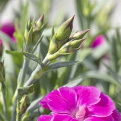 Duftnelken 'Peman' Pink, Topf-Ø 12 Cm, 6er-Set -Garten Sicht Verkäufe 0310501037 Dianthus Peman 3er Set2 87642 1