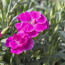 Duftnelken 'Peman' Pink, Topf-Ø 12/13 Cm, 6er-Set -Garten Sicht Verkäufe 0310501037 Dianthus Peman 3er Set 87643