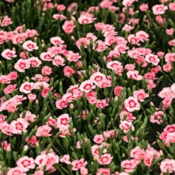 Stauden Nelken 'Peach Party®' Apricot Mit Rotem Auge, Topf-Ø 10,5 Cm, 6er-Set -Garten Sicht Verkäufe 0310501038 Dianthus Peach Party 3er Set2 87648