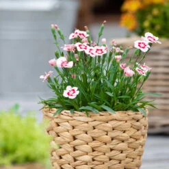 Stauden Nelken 'Peach Party®' Apricot Mit Rotem Auge, Topf-Ø 10,5 Cm, 6er-Set -Garten Sicht Verkäufe 0310501038 Dianthus Peach Party 3er Set 87647