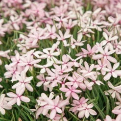 Grasstern, Farbe Zufällig, Topf-Ø 13 Cm, 6er-Set -Garten Sicht Verkäufe 0310501064 Rhodohypoxis Mix 3er Set 86450