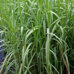 Bio Riesen-Chinaschilf, Topf 5 Liter -Garten Sicht Verkäufe 0310600462 Miscanthus sin Giganteus Koelle Bio C 5L 3 95736