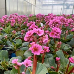 Bio Bergenie 'Rosenkristall' Rosa, Top-Ø 12 Cm, 3er-Set -Garten Sicht Verkäufe 0319100240 bergenia cord. rosenkristall 7 121724