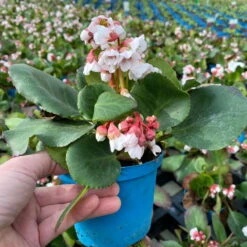 Bio Bergenie 'Harzkristall' Rosa-weiß, Topf-Ø 12 Cm, 3er-Set -Garten Sicht Verkäufe 0319100266 bergenia harzkristall rosa wei 4 121727