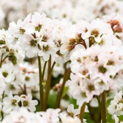 Schattenstauden Set, 18 Pflanzen Für 3 M², Bunt -Garten Sicht Verkäufe 0319100267 Bergenia Schneekristall weiss1.jpg 84692