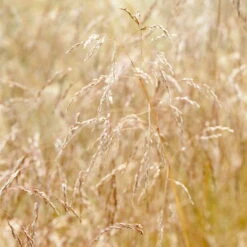 Bio Rasen-Schmiele, Topf-Ø 11 Cm, 3er-Set -Garten Sicht Verkäufe 0319100300 Deschampsia cespitosa 83083