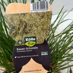 Bio Rasen-Schmiele, Topf-Ø 11 Cm, 3er-Set -Garten Sicht Verkäufe 0319100300 deschampsia cespitosa 4 124995