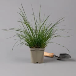 Bio Rasen-Schmiele, Topf-Ø 11 Cm, 3er-Set -Garten Sicht Verkäufe 0319100300 deschampsia cespitosa2 125686