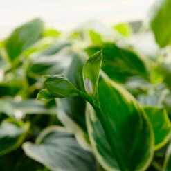 Funkie 'So Sweet' Weiß, Topf-Ø 11 Cm, 3er-Set -Garten Sicht Verkäufe 0319100340 Hosta plantaginea So Sweet 3er Set 4 113849