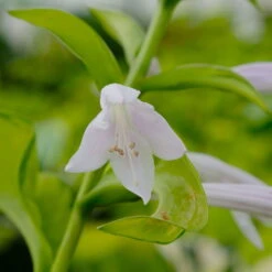 Funkie 'Stained Glass' Hellviolett, Topf-Ø 11 Cm, 3er-Set -Garten Sicht Verkäufe 0319100343 Hosta Stained Glass 3er Set 8 113852