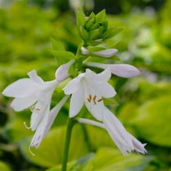 Funkie 'Stained Glass' Hellviolett, Topf-Ø 11 Cm, 3er-Set -Garten Sicht Verkäufe 0319100343 Hosta Stained Glass 3er Set 9 113851