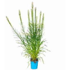 Bio Prachtscharte Weiß, Topf-Ø 11 Cm, 3er-Set -Garten Sicht Verkäufe 0319100357 Liatris spicata weiss 3er Set 6 113965