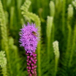 Bio Prachtscharte 'Kobold' Violett, Topf-Ø 11 Cm, 3er-Set -Garten Sicht Verkäufe 0319100358 Liatris spicata Kobold 3er Set 17 113914