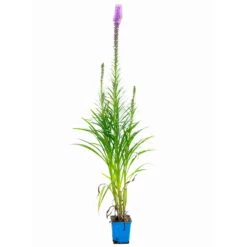 Bio Prachtscharte 'Kobold' Violett, Topf-Ø 11 Cm, 3er-Set -Garten Sicht Verkäufe 0319100358 Liatris spicata Kobold 3er Set 7 113966