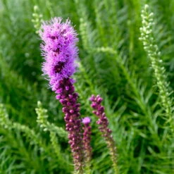 Bio Prachtscharte 'Kobold' Violett, Topf-Ø 11 Cm, 3er-Set -Garten Sicht Verkäufe 0319100358 Liatris spicata Kobold 3er Set 8 113915