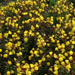 Bio Nachtkerze Goldgelb, Topf-Ø 11 Cm, 3er-Set -Garten Sicht Verkäufe 0319100369 Oenothera tetragona 2 125710