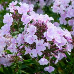 Bio Flammenblume 'Franz Schubert' Hellviolett, Topf-Ø 11 Cm, 3er-Set -Garten Sicht Verkäufe 0319100378 Phlox paniculata Franz Schubert 3er Set 3 113853