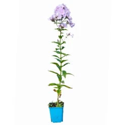 Bio Flammenblume 'Franz Schubert' Hellviolett, Topf-Ø 11 Cm, 3er-Set -Garten Sicht Verkäufe 0319100378 Phlox paniculata Franz Schubert 3er Set 6 113938