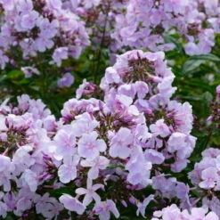 Bio Flammenblume 'Franz Schubert' Hellviolett, Topf-Ø 11 Cm, 3er-Set -Garten Sicht Verkäufe 0319100378 Phlox paniculata Franz Schubert 3er Set 7 113855