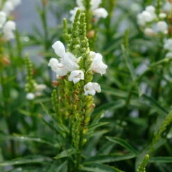 Bio Gelenkblume Weiß, TopfØ 11 Cm, 3er-Set -Garten Sicht Verkäufe 0319100391 Physostegia virginiana weiss 3er Set 3 113916