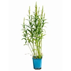 Bio Gelenkblume Weiß, TopfØ 11 Cm, 3er-Set -Garten Sicht Verkäufe 0319100391 Physostegia virginiana weiss 3er Set 5 113967