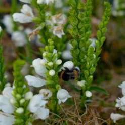 Bio Gelenkblume Weiß, TopfØ 11 Cm, 3er-Set -Garten Sicht Verkäufe 0319100391 Physostegia virginiana weiss 3er Set 6 113917