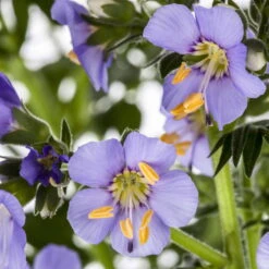 Jakobsleiter Blau, Topf-Ø 11 Cm, 3er-Set -Garten Sicht Verkäufe 0319100392 Polemonium caeruleum 1 83091