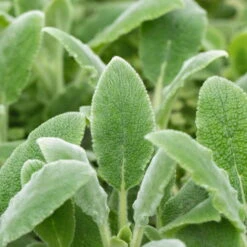 Bio Woll-Ziest 'Silver Carpet' Rosa-violett, Topf-Ø 11 Cm, 3er-Set -Garten Sicht Verkäufe 0319100408 Stachys byzantina Silver Carpet 2 125719