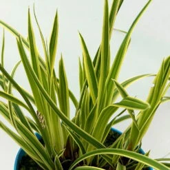Garten-Segge 'Vanilla Ice', Topf-Ø 12 Cm, 3er-Set -Garten Sicht Verkäufe 0319100416 carex vanilla ice 51 124997
