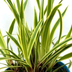 Garten-Segge 'Vanilla Ice', Topf-Ø 12 Cm, 3er-Set -Garten Sicht Verkäufe 0319100416 carex vanilla ice 7 124998
