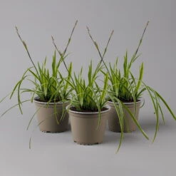 Garten-Segge 'Vanilla Ice', Topf-Ø 12 Cm, 3er-Set