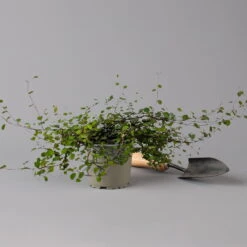 Mühlenbeckia Complexa Weiß, Topf-Ø 12 Cm, 3er-Set -Garten Sicht Verkäufe 0319100426 Muehlenbeckia complexa 3er Set KB T12 2 126134