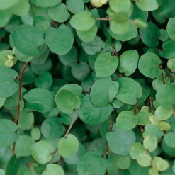 Mühlenbeckia Complexa Weiß, Topf-Ø 12 Cm, 3er-Set -Garten Sicht Verkäufe 0319100426 Muehlenbeckia complexa 3er Set 1 85225 2