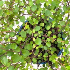 Mühlenbeckia Complexa Weiß, Topf-Ø 12 Cm, 3er-Set -Garten Sicht Verkäufe 0319100426 muehlenbeckia 4 124999