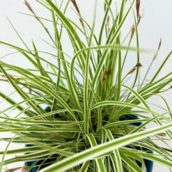 Japansegge 'Everest', Topf-Ø 12 Cm, 3er-Set -Garten Sicht Verkäufe 0319100440 carex oshimensis everest 4 125000