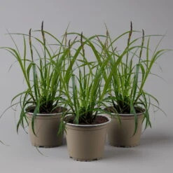 Segge 'Ribbon Falls' Dunkelgrün, Topf-Ø 12 Cm, 3er-Set