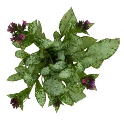 Lungenkraut 'Silver Bouquet' Rosa-blau, Topf-Ø 12 Cm, 3er-Set -Garten Sicht Verkäufe 0319100459 Pulmonaria Hybr Silver Bouquet 3er Set rosa blau 10 109625