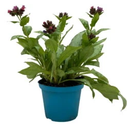 Lungenkraut 'Silver Bouquet' Rosa-blau, Topf-Ø 12 Cm, 3er-Set -Garten Sicht Verkäufe 0319100459 Pulmonaria Hybr Silver Bouquet 3er Set rosa blau 2 109623