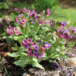 Lungenkraut 'Silver Bouquet' Rosa-blau, Topf-Ø 12 Cm, 3er-Set -Garten Sicht Verkäufe 0319100459 Pulmonaria Hybr Silver Bouquet 3er Set rosa blau 92573