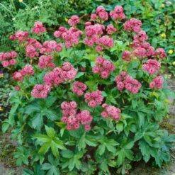 Bio Sterndolde 'Rubra' Pink/rosa, Topf-Ø 11 Cm, 3er-Set