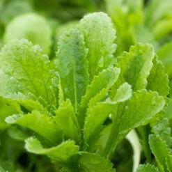 Kugeldistel 'Taplow Blue' Blau, Topf-Ø 11 Cm, 3er-Set -Garten Sicht Verkäufe 0319100478 Echinops bann Taplow Blue 3er Set blau 1 110445