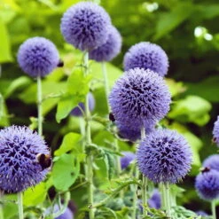Kugeldistel 'Taplow Blue' Blau, Topf-Ø 11 Cm, 3er-Set