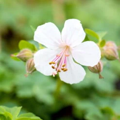 Schattenstauden Set, 18 Pflanzen Für 3 M², Bunt -Garten Sicht Verkäufe 0319100480 Geranium cantab Biokovo 3er Set weiss 2 107561
